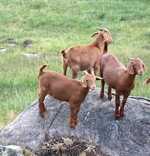 - Direkt An Der Skipiste - Mit Sauna * Feldberg (Baden-Wurttemberg)